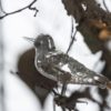 IB Laursen Figur Vogel mit Feder und Clip Vogel silber